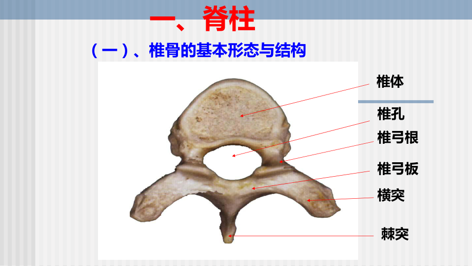 脊柱解剖图颈胸腰椎