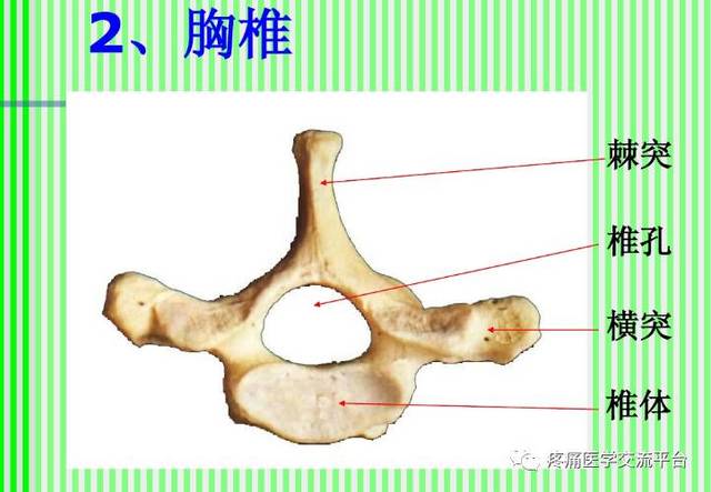 (上)脊柱解剖图(颈胸腰椎)