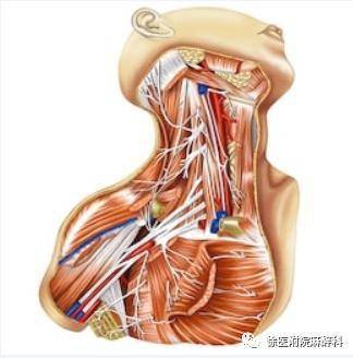 超声引导下颈丛神经阻滞 超声系列课