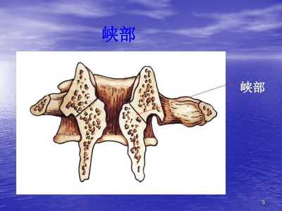 脊柱解剖颈胸腰椎ppt课件.ppt