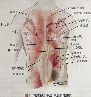 【解剖微课堂】胸腰椎