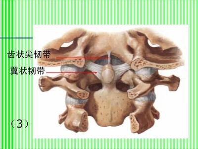 脊柱解剖图(颈胸腰椎)PPT