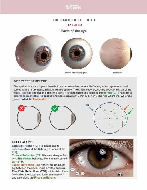 教练 我想学人体结构 内含100 结构分析图,anatomy最新头颈结构