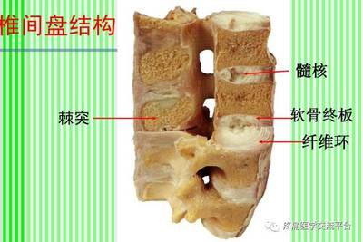 (上)脊柱解剖图(颈胸腰椎)