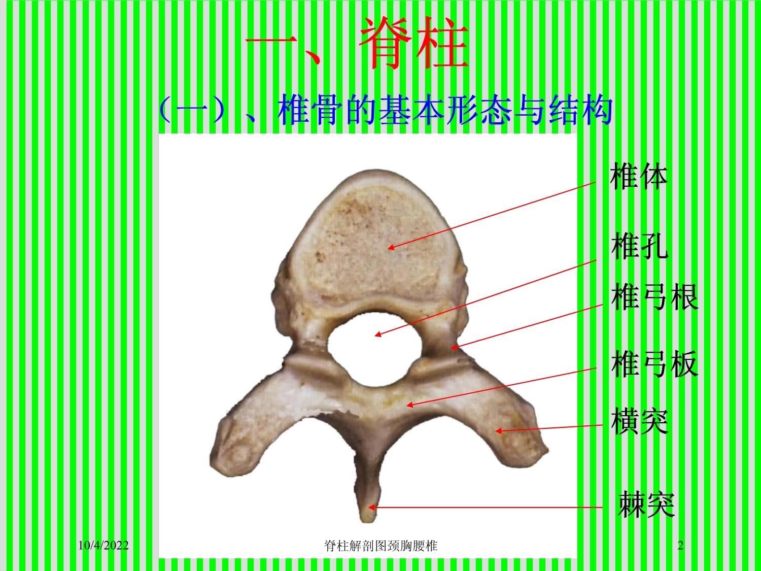 脊柱解剖图颈胸腰椎培训课件