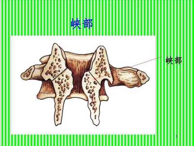 脊柱解剖图颈胸腰椎PPT课件