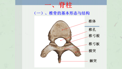 脊柱解剖图(颈胸腰椎)课件