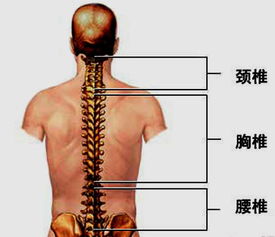 胸椎 颈椎 腰椎 骨棘突定位 图文详解