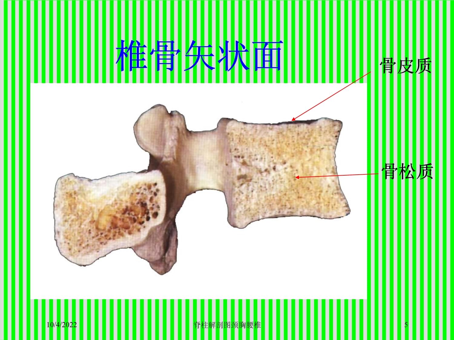 脊柱解剖图颈胸腰椎培训课件