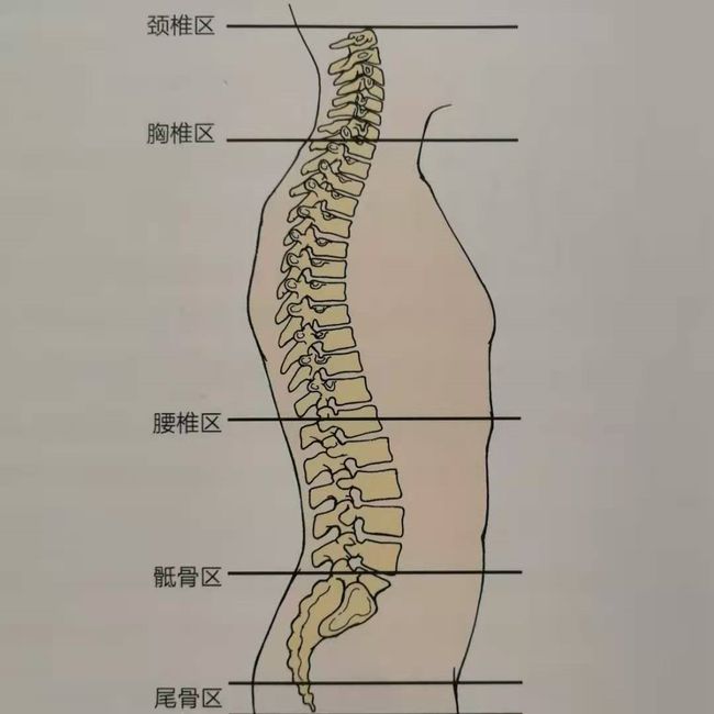 颈胸腰椎曲度变小骨盆后倾11个动作帮你改善军姿背