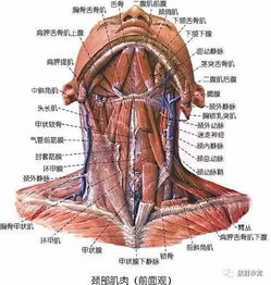 多图 颈部断层局部系统解剖