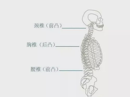 久坐一族,选什么样的椅子,才能降低脊柱受累的程度