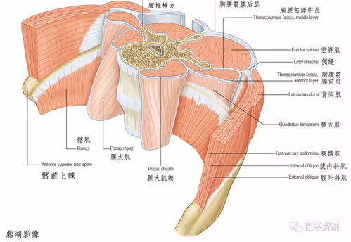 背部的结构 筋膜
