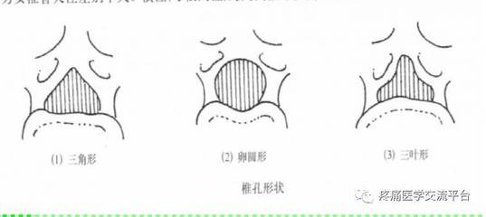 (上)脊柱解剖图(颈胸腰椎)