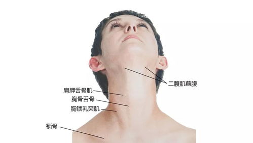 超全 27张高清解剖图带你认识头 面 颈部骨骼及肌肉名称 珍藏