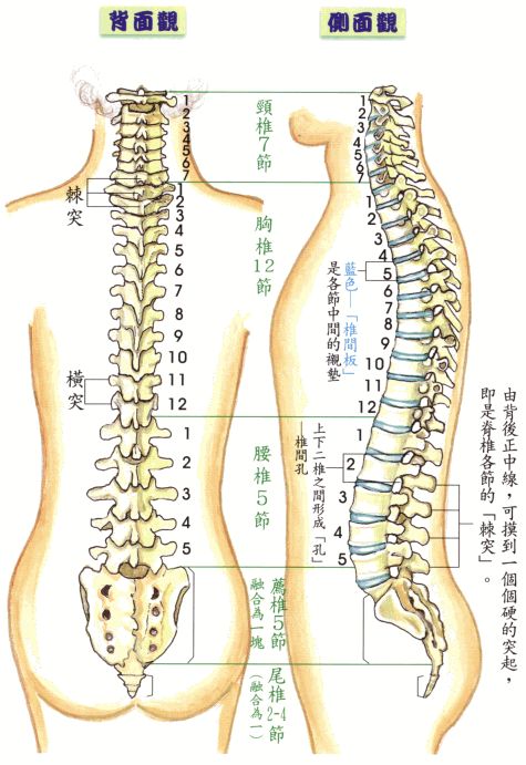 养生为什么首选养护脊椎