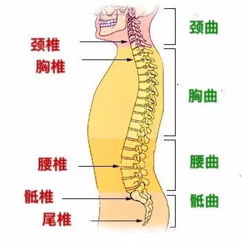 10张图,康复专家为您剖析8个导致胸椎疼痛的原因